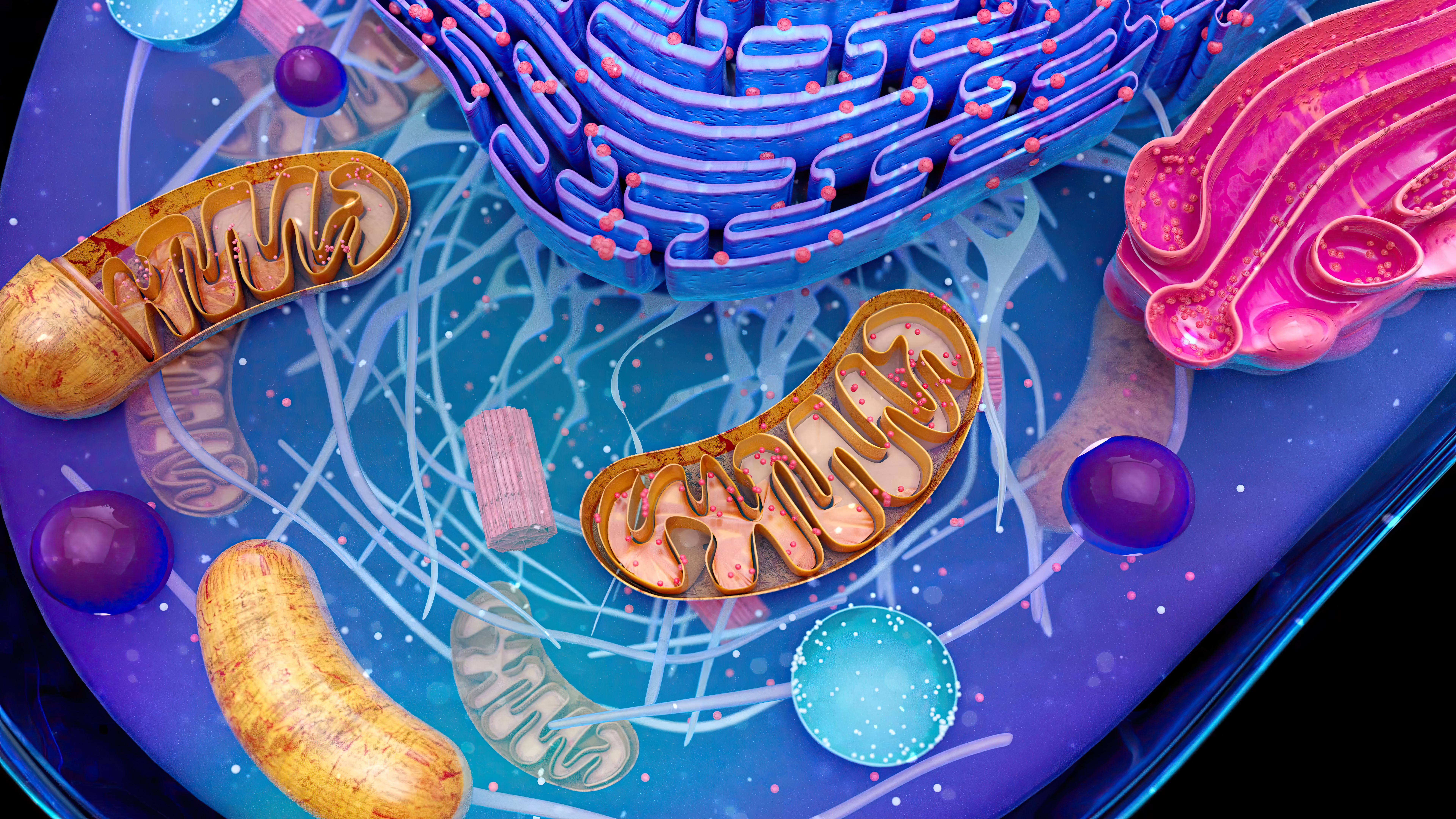 Abstract illustration of a mitochondria in a cell